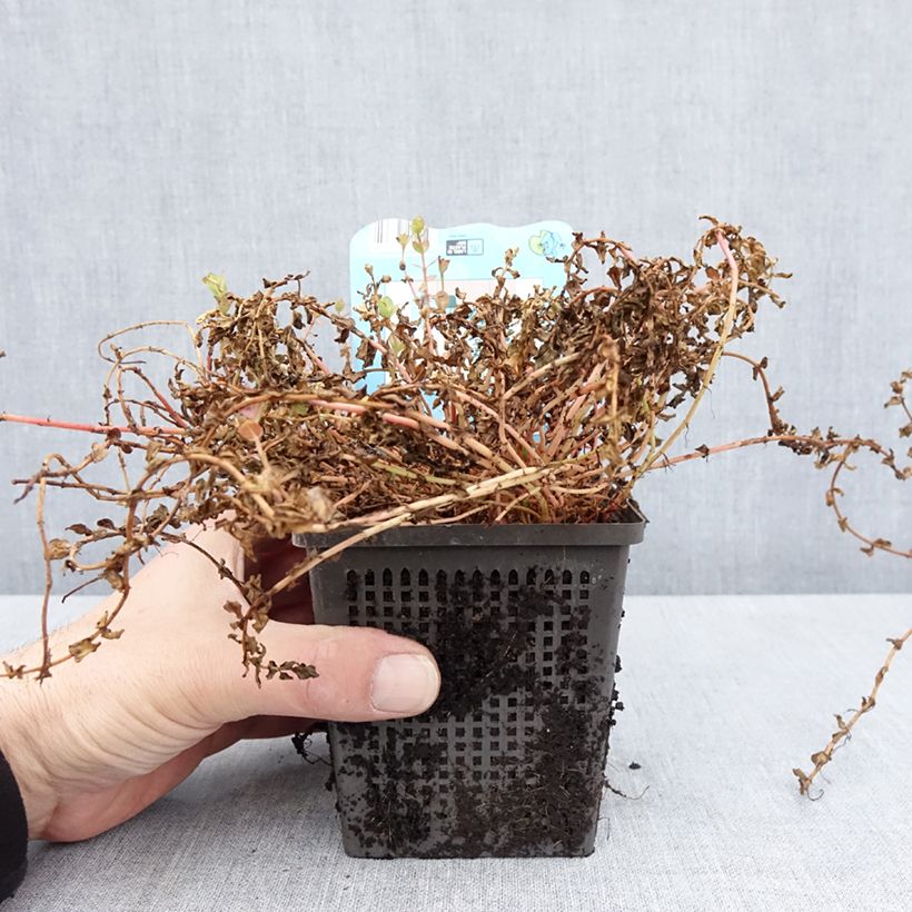 Spécimen de Rotala indica - Rotala des Indes - Pot de 1L/1,5L tel que livré au printemps