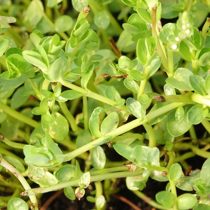 Rotala rotundifolia Green - Rotala à feuilles rondes (Feuillage)