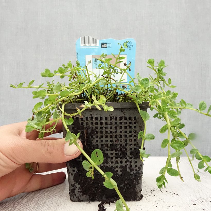 Spécimen de Rotala rotundifolia Green - Rotala à feuilles rondes Pot de 1L/1,5L tel que livré en été