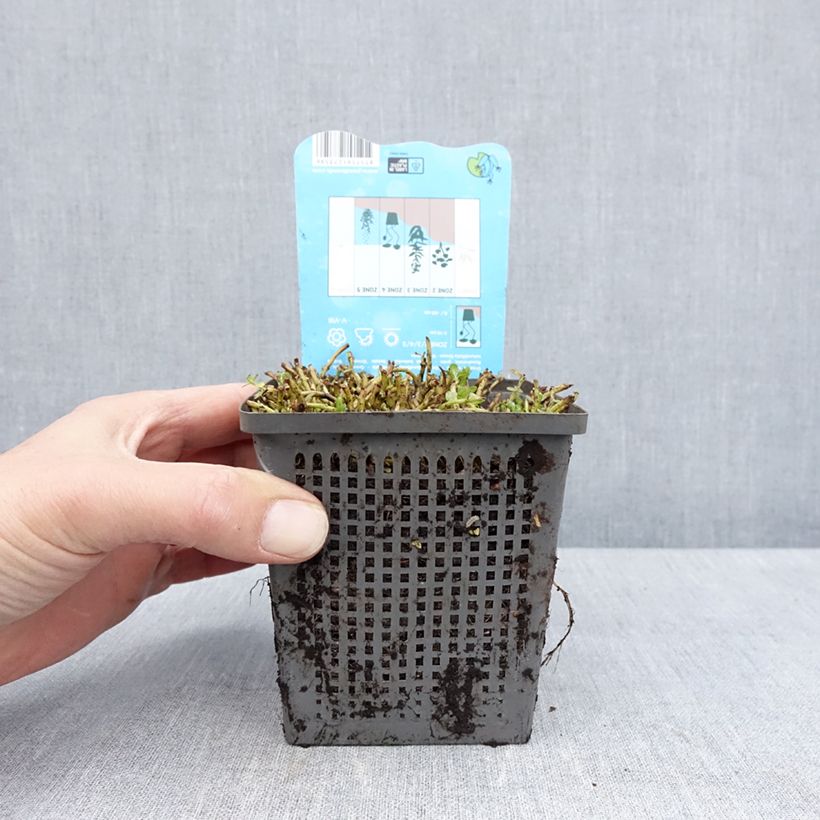 Spécimen de Rotala rotundifolia Green - Rotala à feuilles rondes - Pot de 1L/1,5L tel que livré au printemps