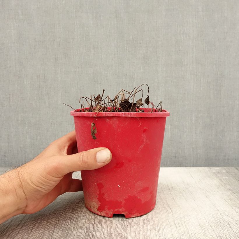 Spécimen de Rubus arcticus Beata - Framboisier de l'arctique Pot de 2L/3L tel que livré en automne