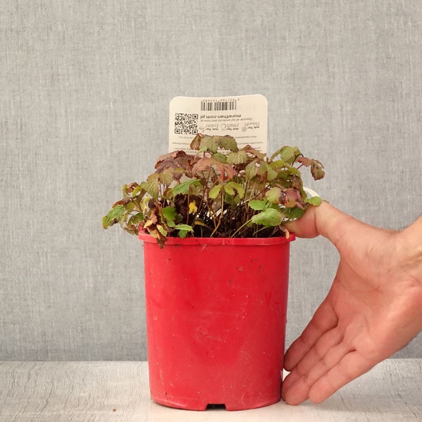 Spécimen de Rubus arcticus Beata - Framboisier de l'arctique Pot de 2L/3L tel que livré en été