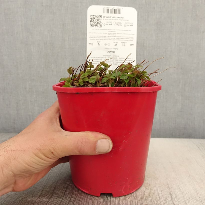 Spécimen de Rubus arcticus Beata - Framboisier de l'arctique - Pot de 2L/3L tel que livré au printemps