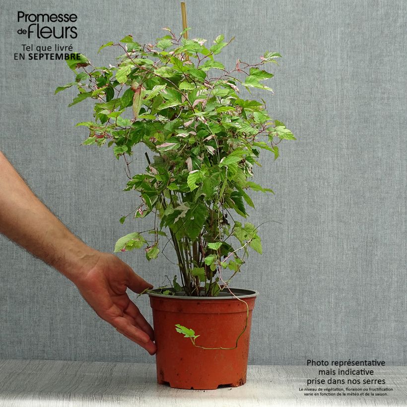 Spécimen de Rubus microphyllus Variegatus - Ronce d'ornement panachée Pot de 3L/4L tel que livré en automne