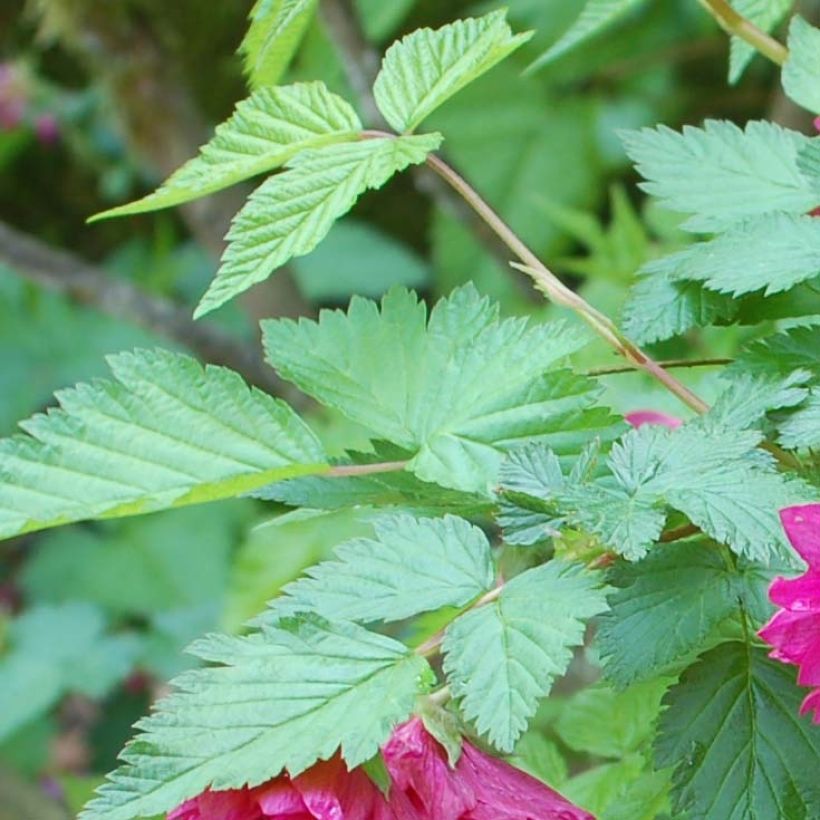 Rubus spectabilis Olympic Double (Flore Pleno) - Ronce d'ornement (Feuillage)