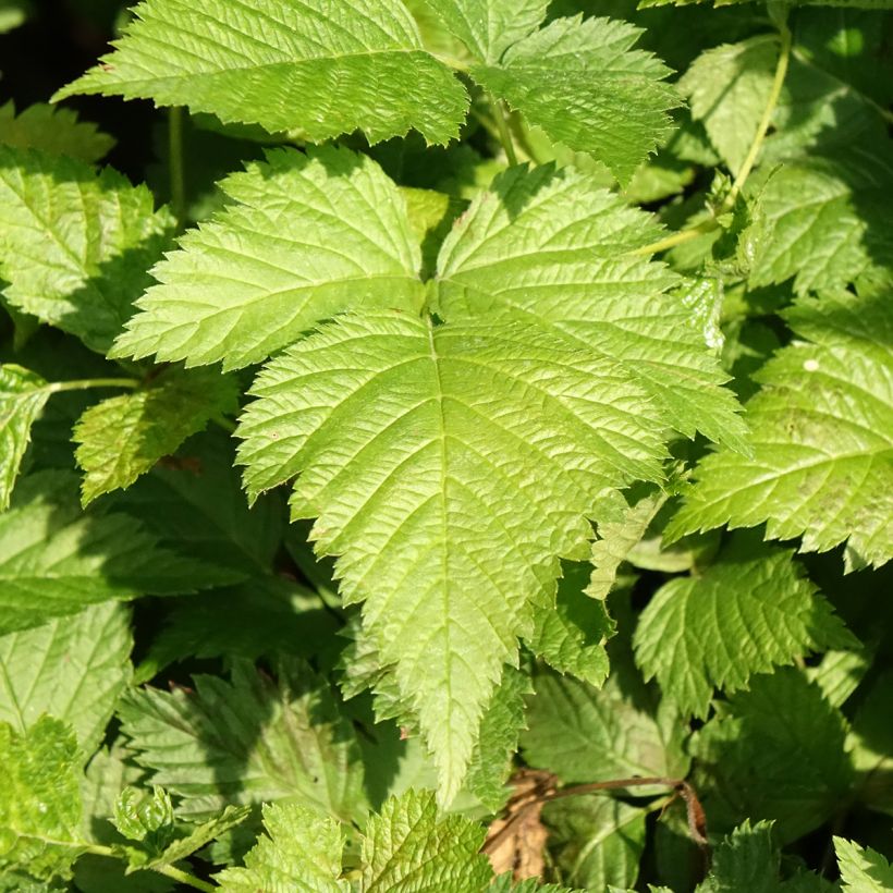 Rubus spectabilis Pacific Rose - Ronce remarquable (Feuillage)