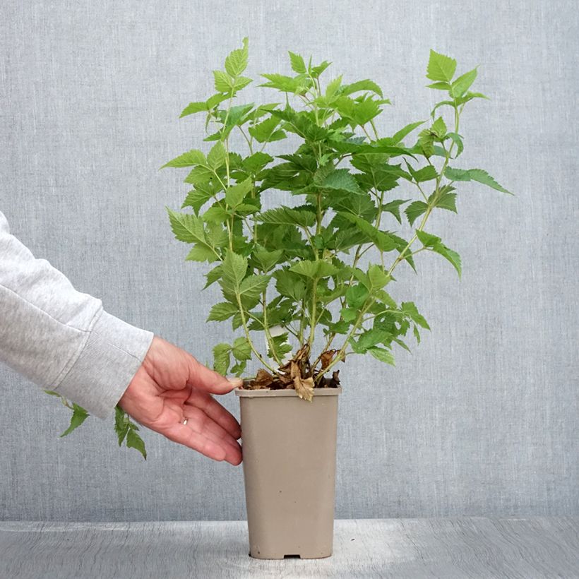 Spécimen de Rubus spectabilis Pacific Rose - Ronce remarquable Pot de 1,5L/2L, Touffe tel que livré en été