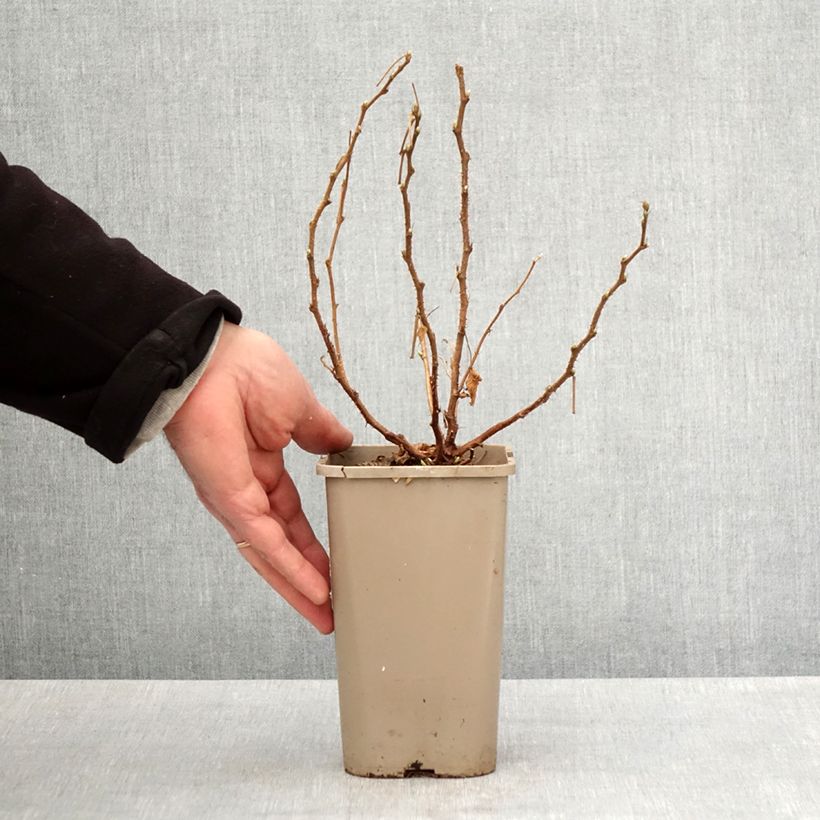 Spécimen de Rubus spectabilis Pacific Rose - Ronce remarquable Pot de 1.5L/2L tel que livré au printemps