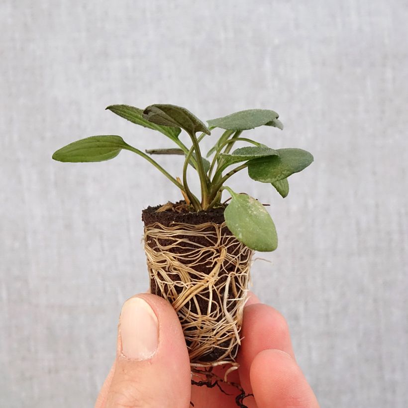 Spécimen de Rudbeckia fulgida Little Goldstar - Mini-motte Ø 3/4 cm tel que livré au printemps