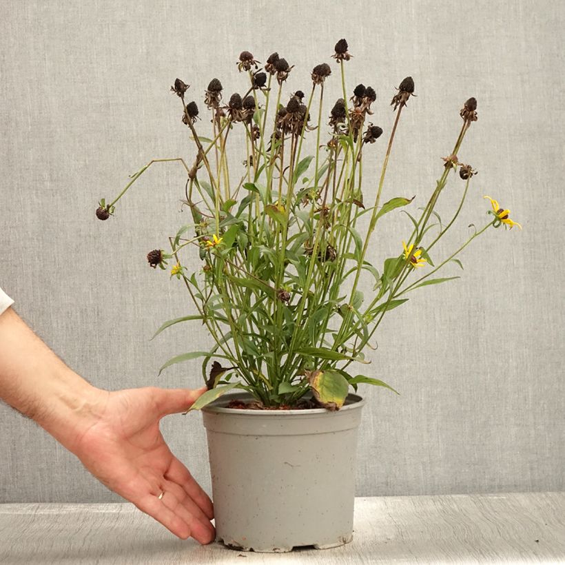 Spécimen de Rudbeckia fulgida Little Goldstar Pot de 3L/4L tel que livré en automne