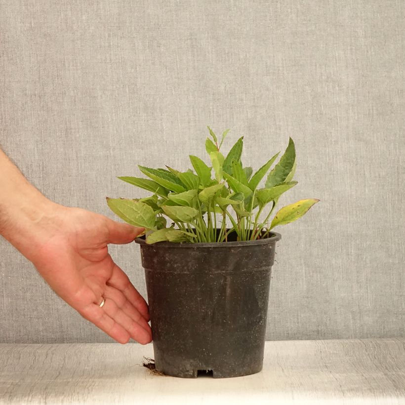 Spécimen de Rudbeckia fulgida Pot of Gold - Rudbéckie compacte - Pot de 2L/3L tel que livré en été
