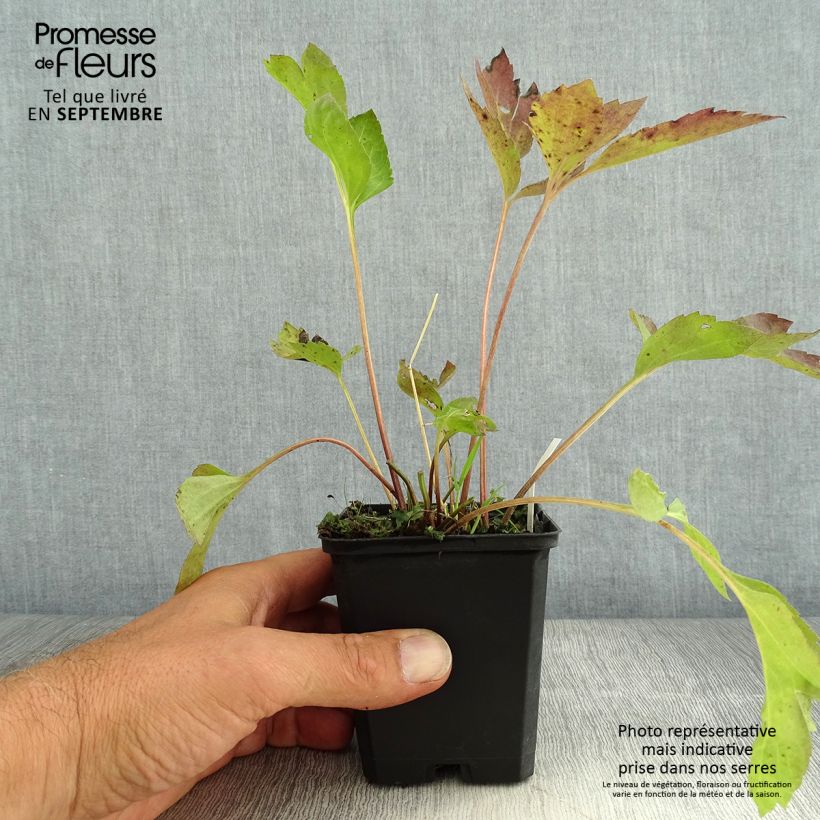 Spécimen de Rudbeckia laciniata Goldquelle Godet de 8/9 cm tel que livré en été