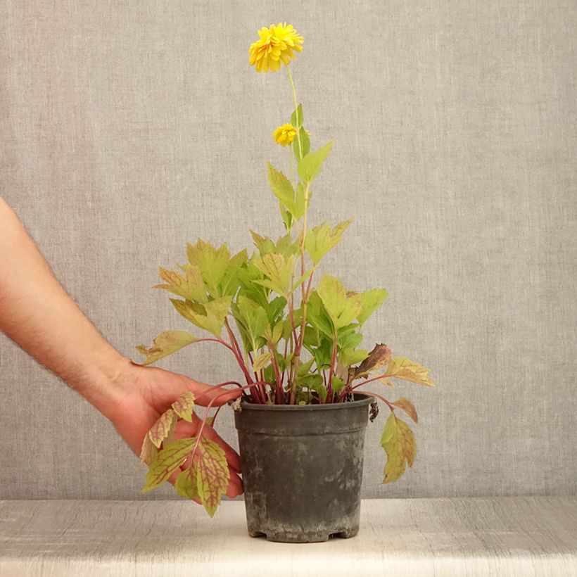 Spécimen de Rudbeckia laciniata Goldquelle Pot de 2L/3L tel que livré en été