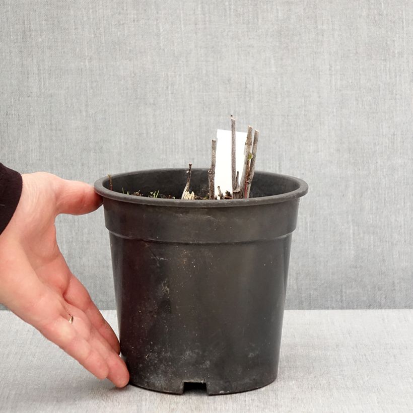 Spécimen de Rudbeckia laciniata Goldquelle - Pot de 2L/3L tel que livré au printemps