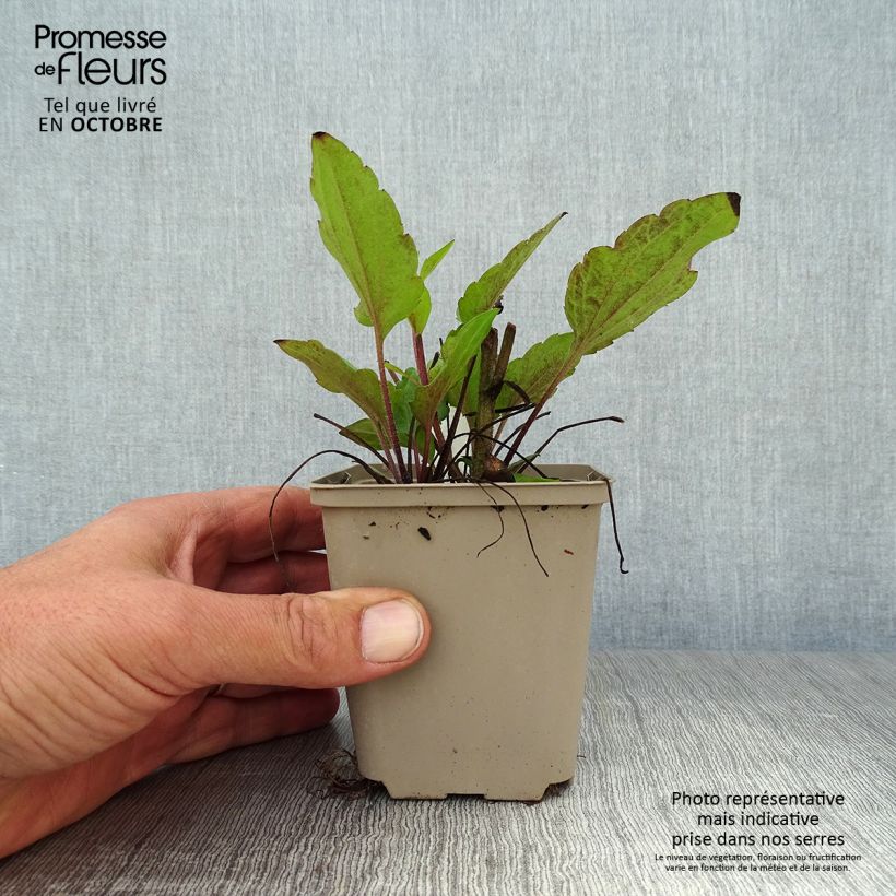 Spécimen de Rudbeckia triloba Godet de 8/9 cm tel que livré en automne