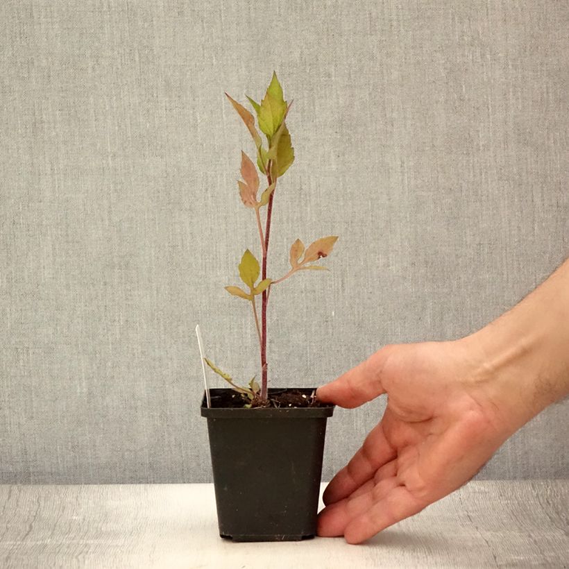 Spécimen de Rudbeckia triloba Prairie Glow Godet de 8/9 cm tel que livré en été