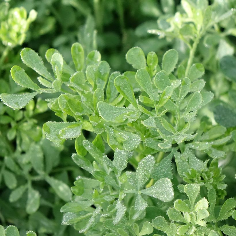 Rue officinale - Ruta graveolens (Feuillage)