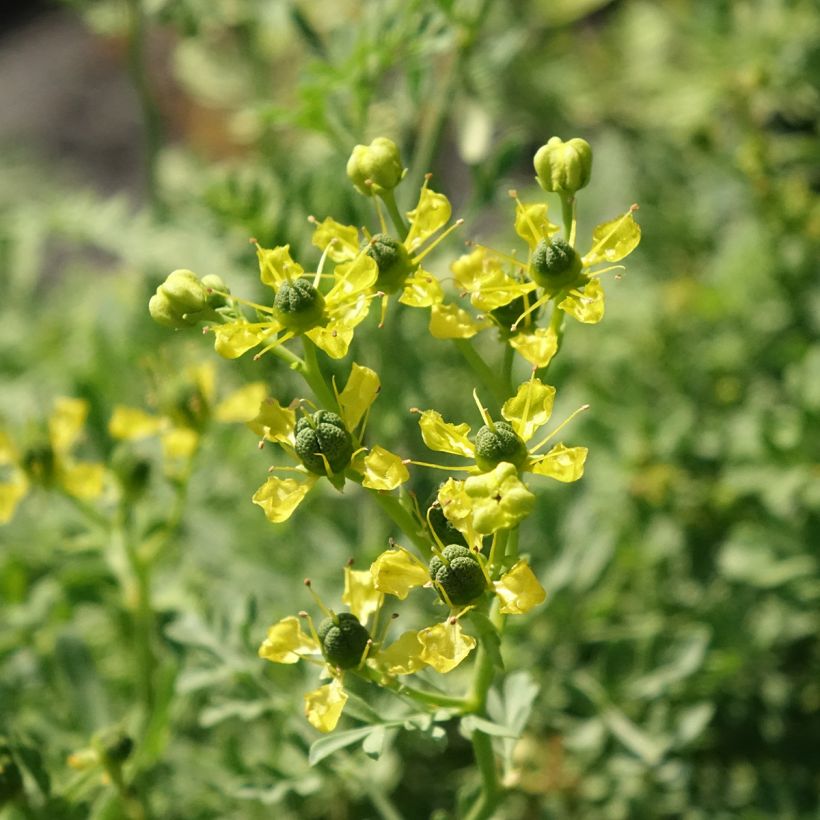 Rue officinale - Ruta graveolens (Floraison)