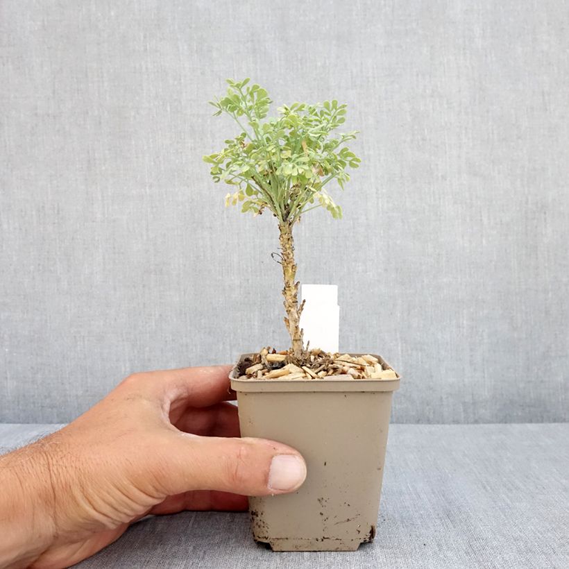 Spécimen de Rue officinale - Ruta graveolens Jackman's Blue Godet de 8/9 cm tel que livré en été