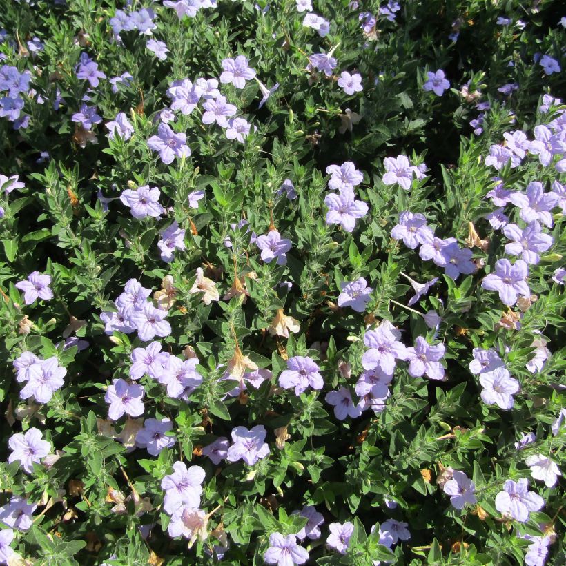 Ruellia humilis - Pétunia sauvage (Port)