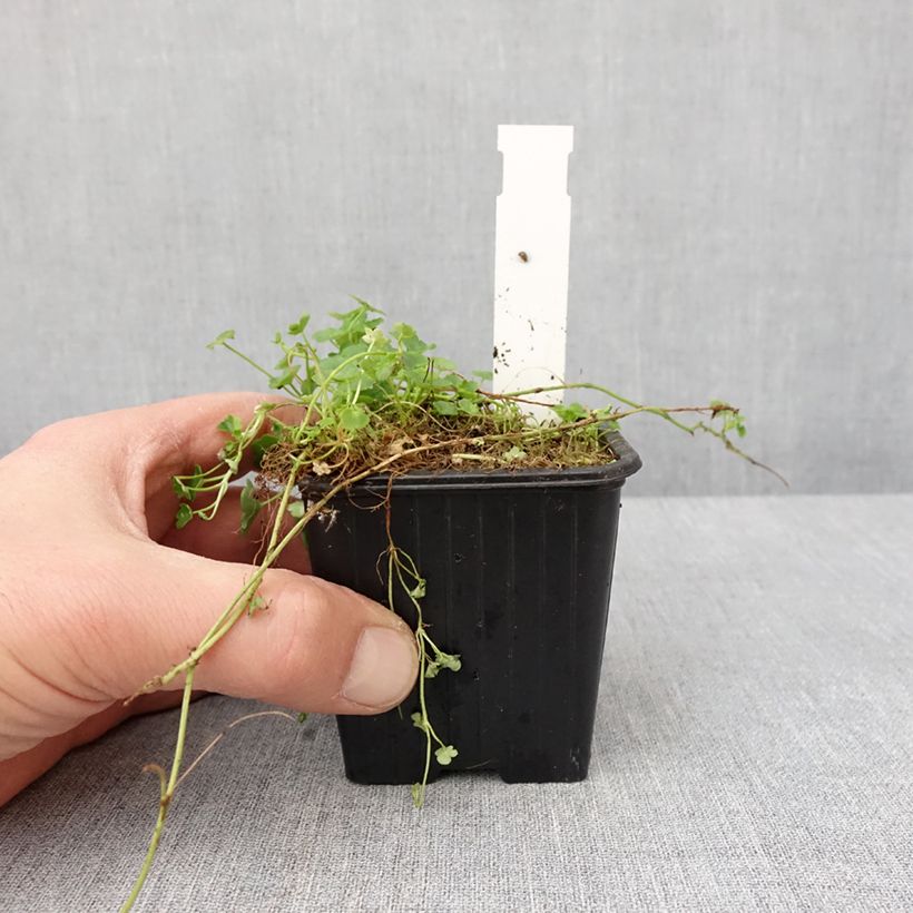 Spécimen de Ruine de Rome blanche - Cymbalaria muralis Alba Godet de 8/9 cm tel que livré en hiver