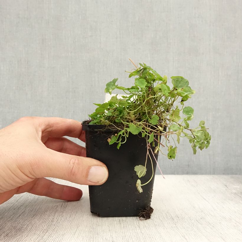 Spécimen de Ruine de Rome - Cymbalaria muralis Godet de 8/9 cm tel que livré en automne
