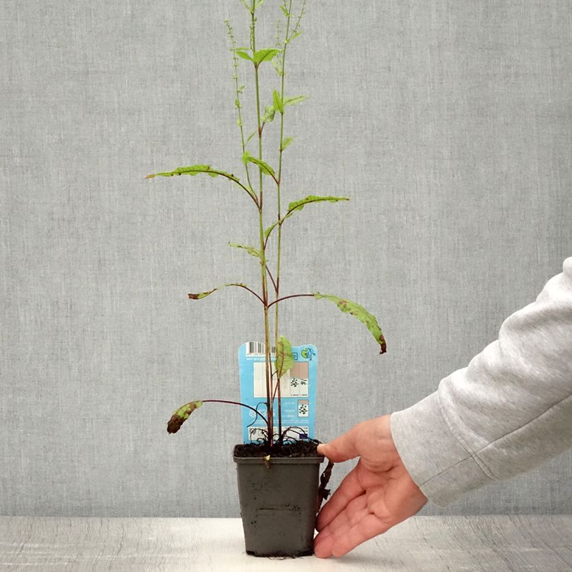 Spécimen de Rumex sauvignea - Oseille d'étang Godet de 8/9 cm tel que livré en été