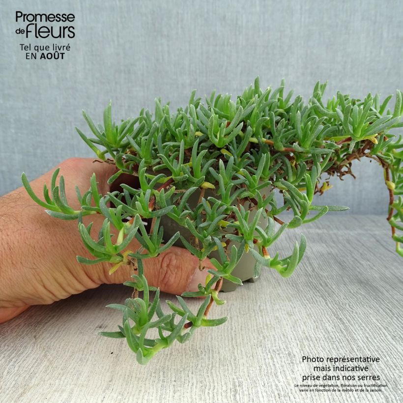 Spécimen de Ruschia prostrata - Antimima prostrée Godet de 8/9 cm tel que livré en été