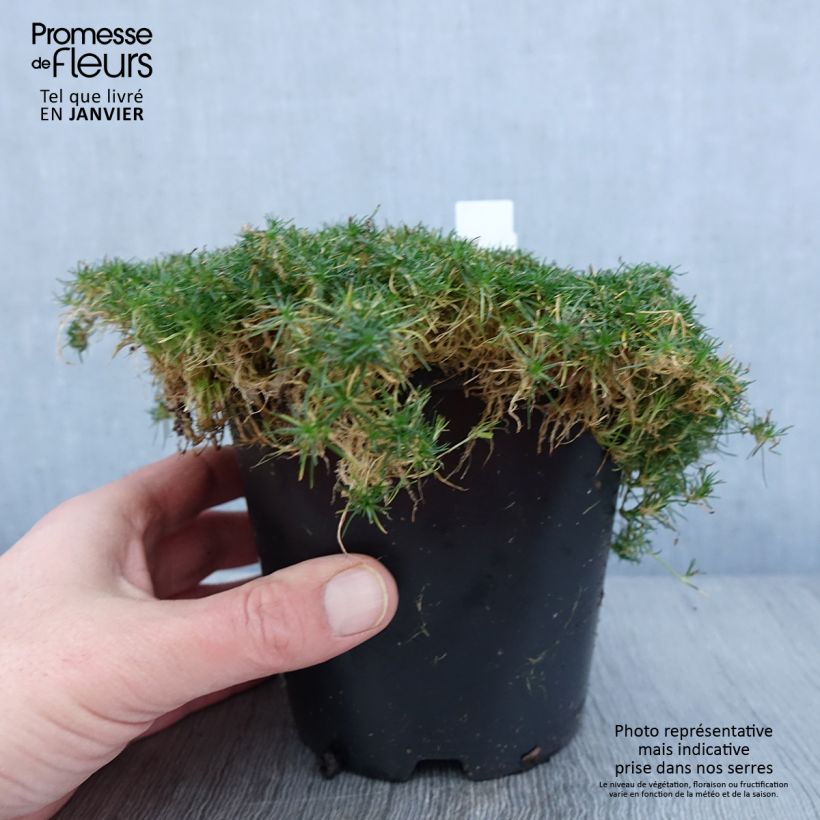 Spécimen de Sagina Green Moss - Sagine subulée Pot de 1,5L/2L tel que livré en hiver