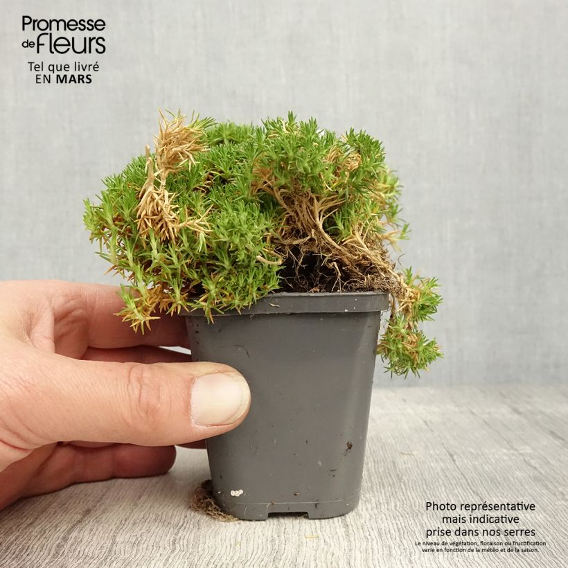 Spécimen de Sagina subulata Pine Green - Sagine subulée Godet de 8/9 cm tel que livré au printemps