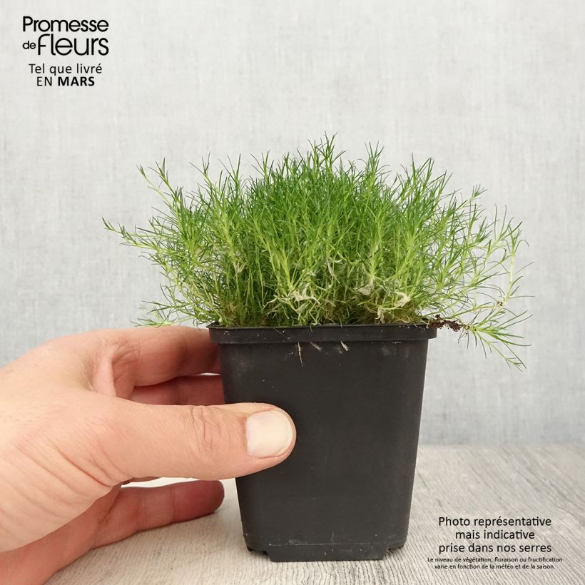 Spécimen de Sagina subulata Scottish Moss - Sagine subulée - Godet de 8/9 cm tel que livré au printemps