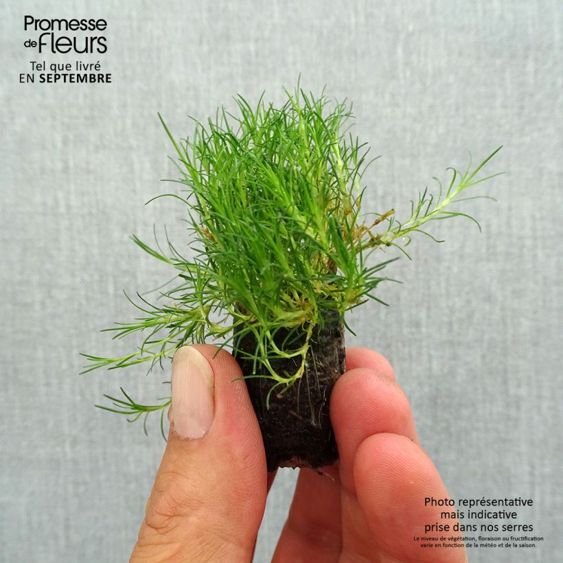 Spécimen de Sagina subulata Scottish Moss - Sagine subulée - Mini-motte Ø 1,5/2,5 cm tel que livré en automne