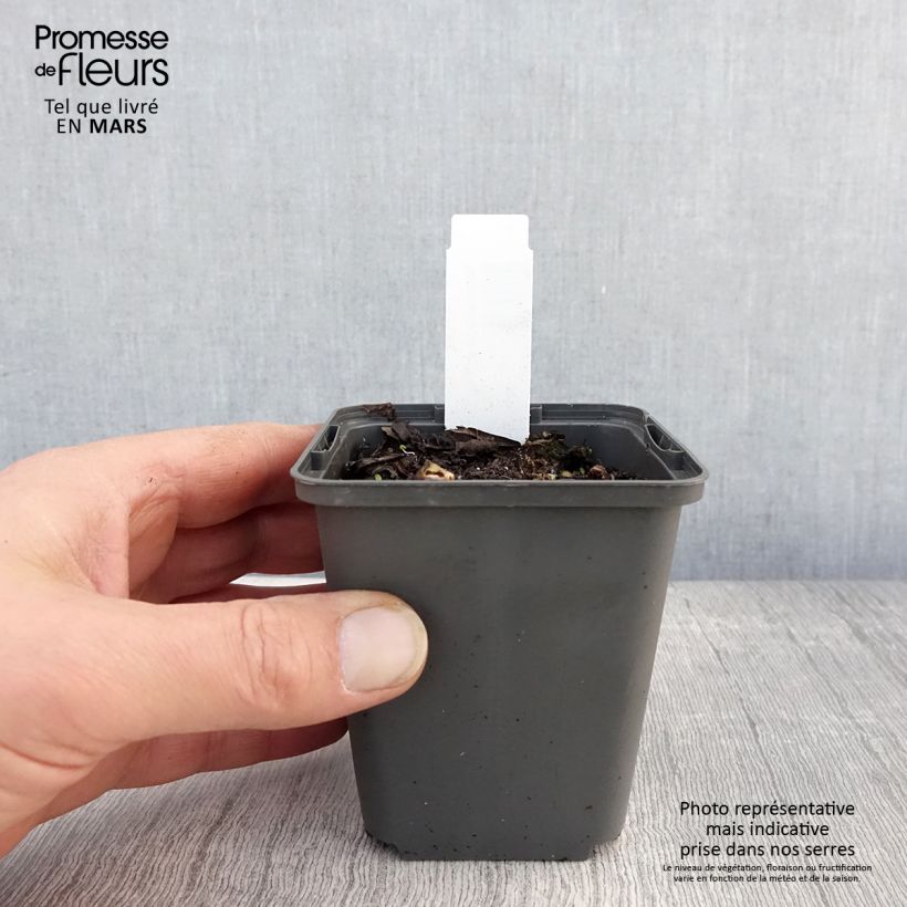Spécimen de Sagittaire - Sagittaria sagittifolia Flore Pleno Godet de 9cm tel que livré au printemps