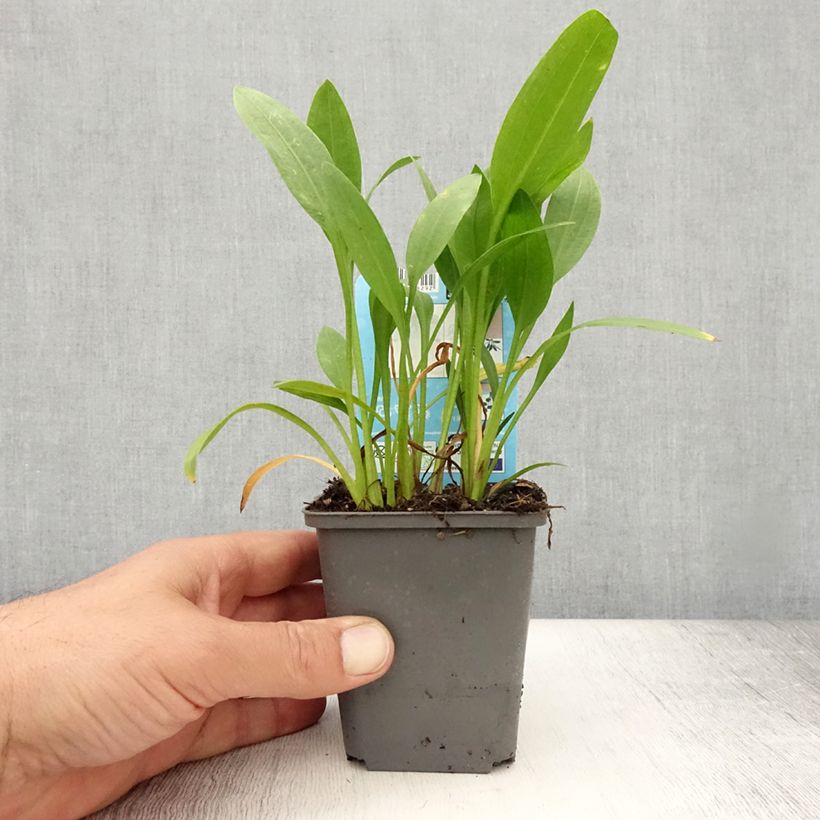 Spécimen de Sagittaria graminea - Sagittaire à feuilles de graminée Godet de 8/9 cm tel que livré en été