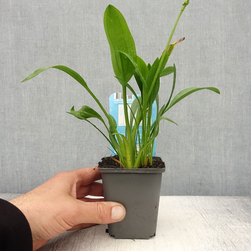 Spécimen de Sagittaria graminea - Sagittaire à feuilles de graminée - Godet de 8/9 cm tel que livré au printemps