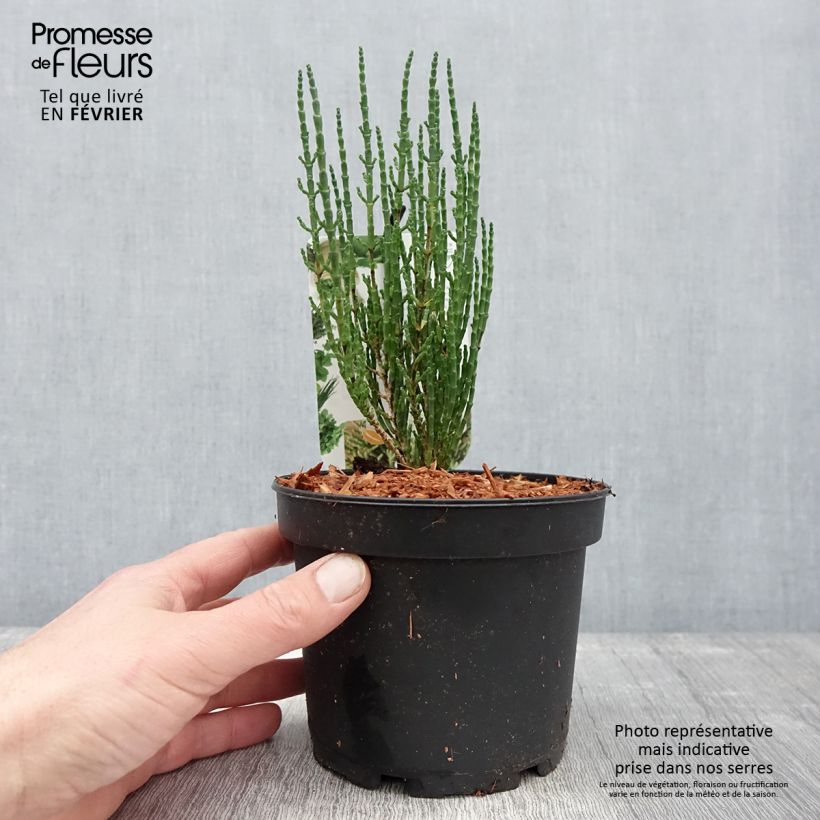 Spécimen de Salicorne d'Europe, Cornichon de mer - Salicornia europaea Pot de 2L/3L tel que livré en hiver