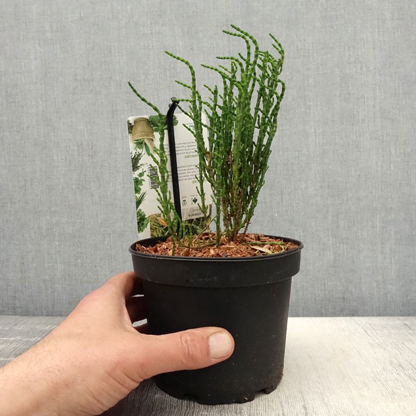 Spécimen de Salicorne d'Europe, Cornichon de mer - Salicornia europaea Pot de 2L/3L tel que livré au printemps