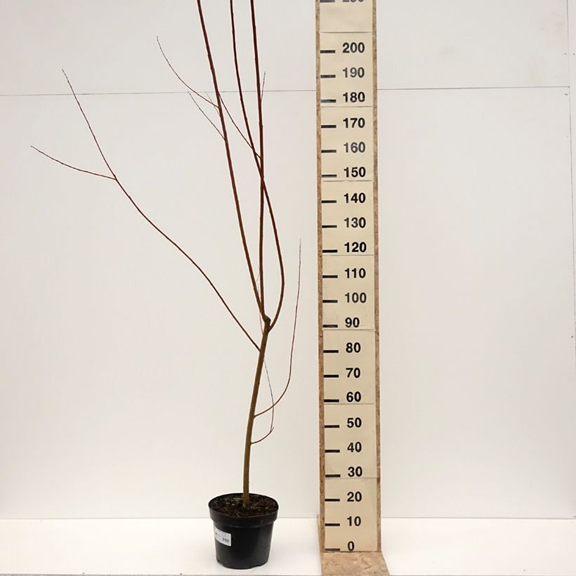 Spécimen de Salix alba Strachowo - Saule blanc à bois orange Pot de 7,5L/10LHauteur livrée env. 250/+cm tel que livré en hiver