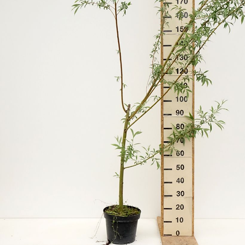 Spécimen de Salix alba Strachowo - Saule blanc à bois orange Pot de 7,5L/10L tel que livré au printemps