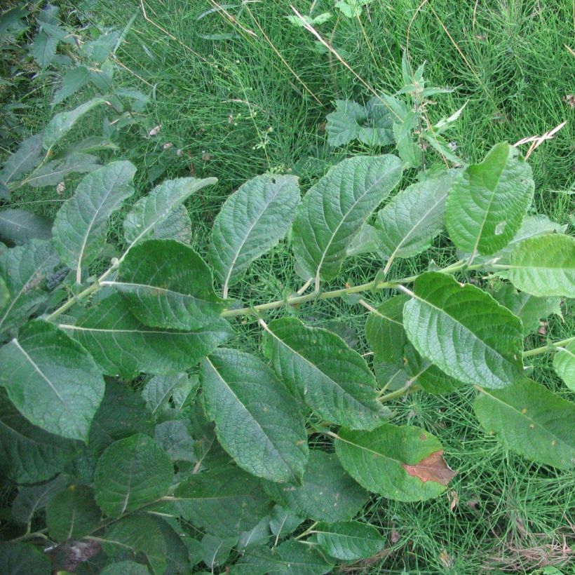 Saule à oreilles, Petit marsault - Salix aurita (Feuillage)