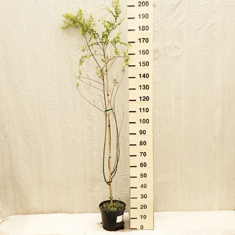 Spécimen de Salix babylonica Crispa Pot de 7.5L/10L tel que livré au printemps