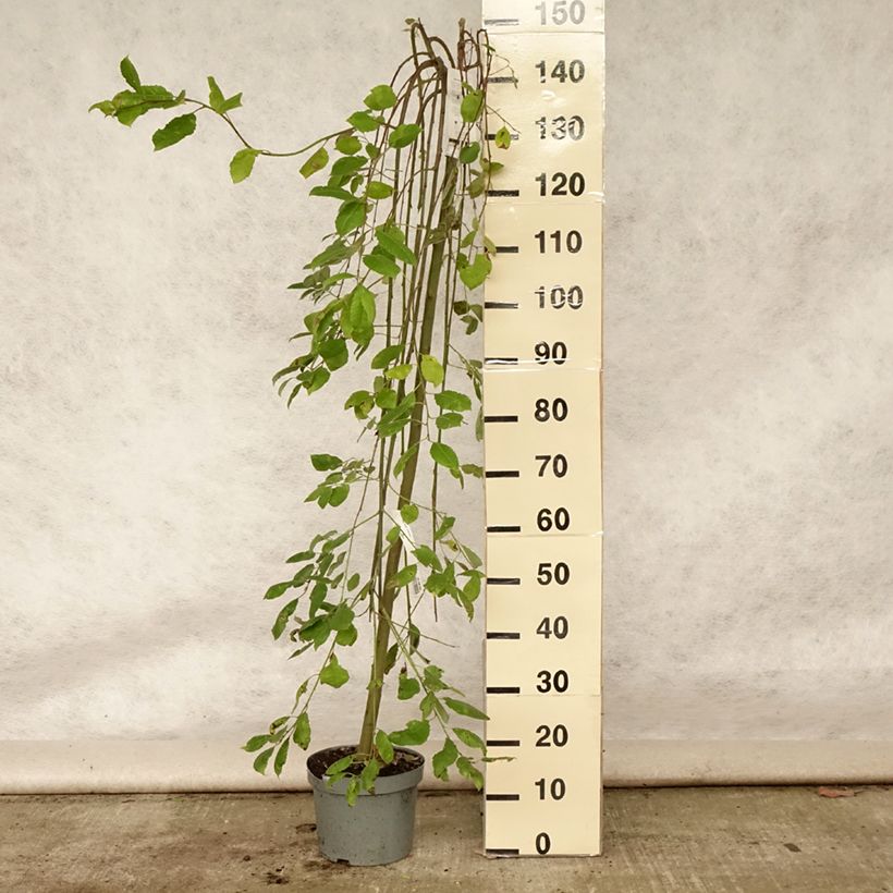 Spécimen de Salix caprea Kilmarnock - Saule marsault pleureur Pot de 4L/5L, Tige tel que livré en été