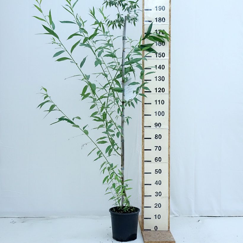 Spécimen de Salix caprea - Saule marsault Pot de 7,5L/10L tel que livré en été