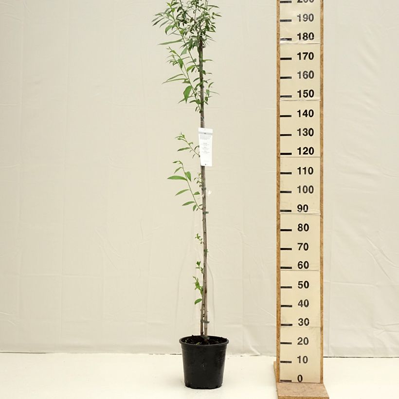 Spécimen de Salix caprea - Saule marsault Pot de 7,5L/10L tel que livré au printemps