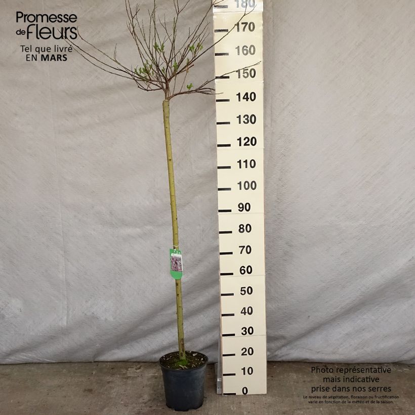 Spécimen de Salix chaenomeloides Mount Aso - Saule japonais Pot de 6L/7L, Tige de 110 cmHauteur livrée env. 120/140cm tel que livré au printemps