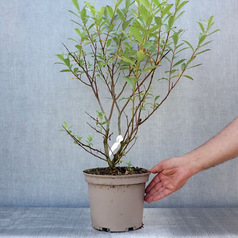 Spécimen de Salix chaenomeloides Mount Aso - Saule japonais Pot de 4L/5L tel que livré en été