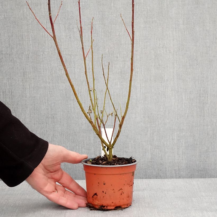 Spécimen de Salix chaenomeloides Mount Aso - Saule japonais - Godet de 8/9 cm tel que livré en hiver