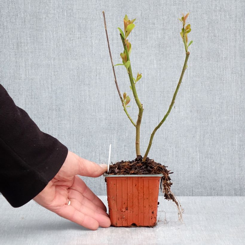 Spécimen de Salix chaenomeloides Mount Aso - Saule japonais - Godet de 8/9 cm tel que livré au printemps