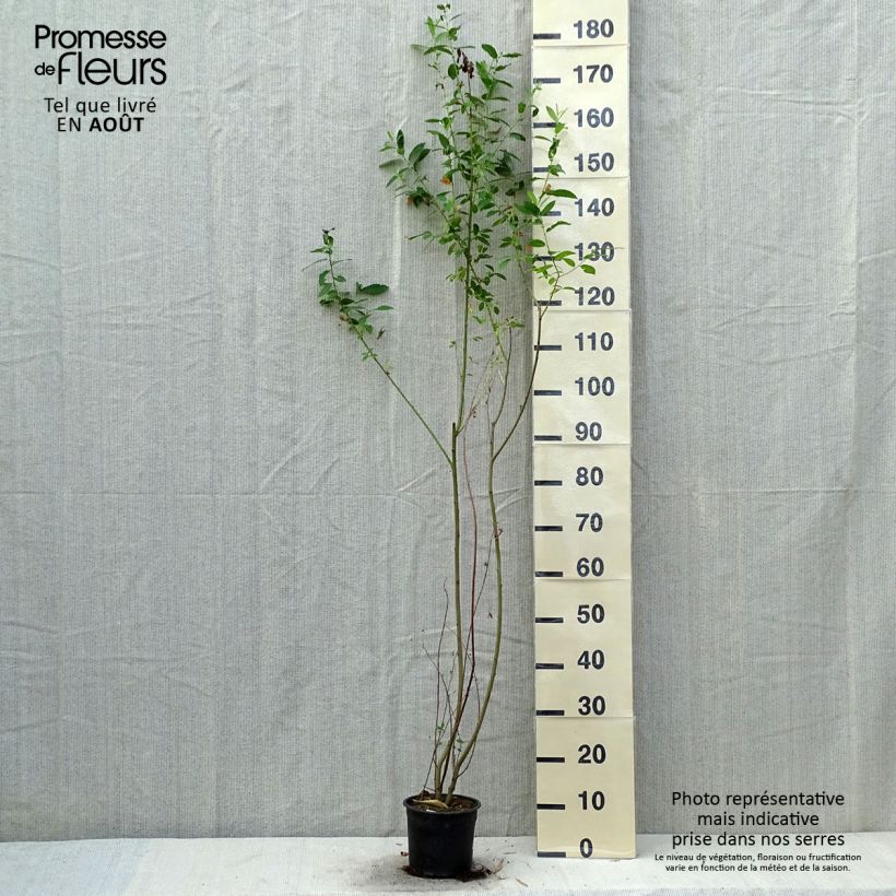 Spécimen de Salix cinerea - Saule cendré  Pot de 2L/3L tel que livré en été