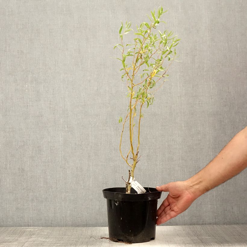 Spécimen de Salix erythroflexuosa - Saule tortueux Pot de 3L/4L tel que livré en été
